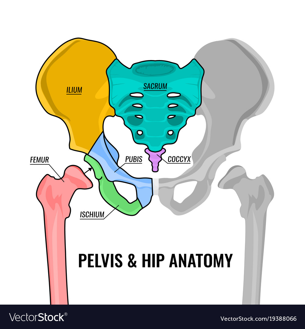 Female Pelvic Diagrams