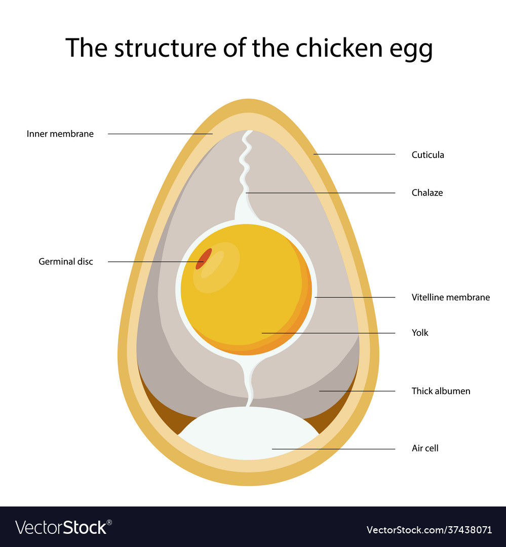 Chicken egg structure a egg Royalty Free Vector Image