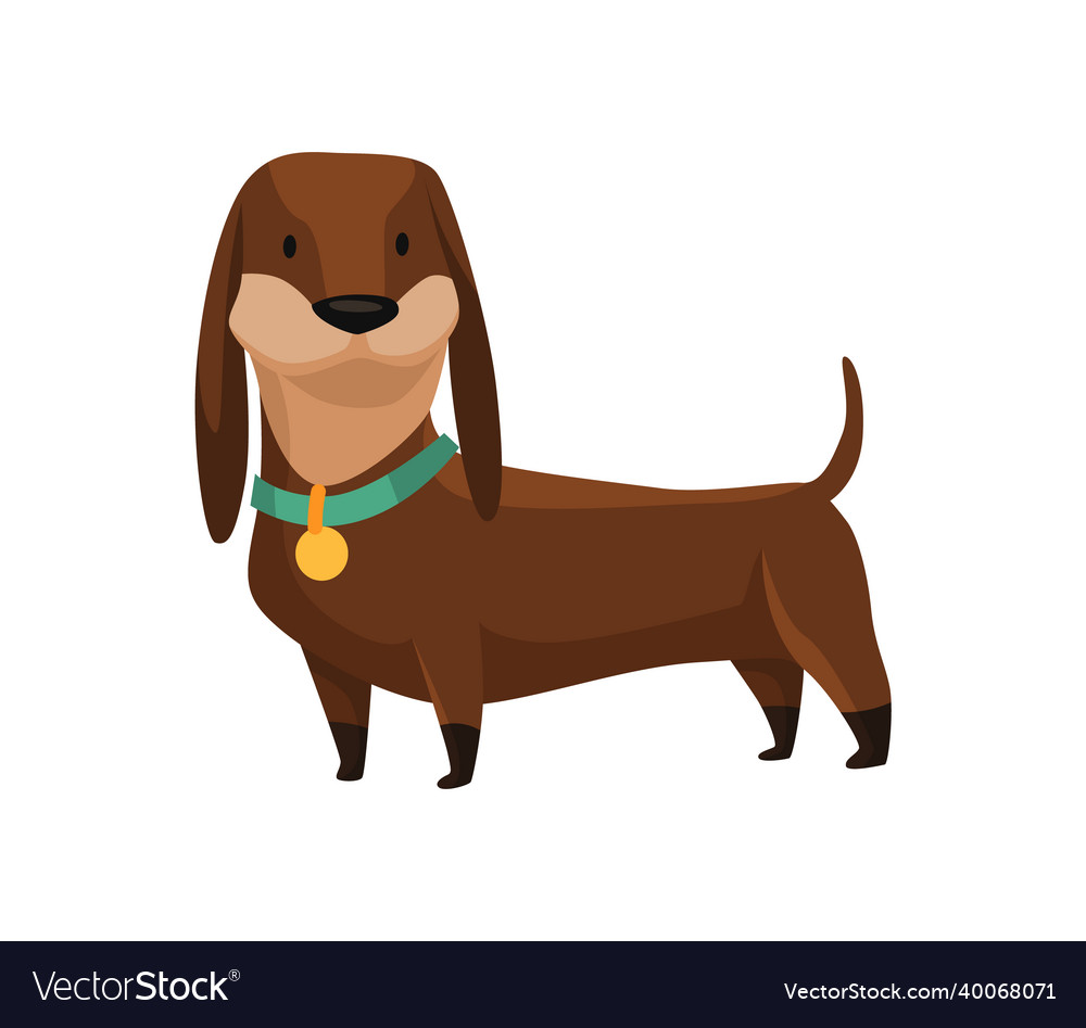 Dog dachshund cute funny character portrait