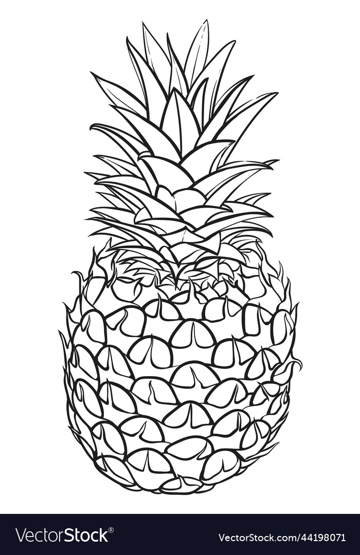 Pineapple sketch nature fresh fruit line drawing Vector Image