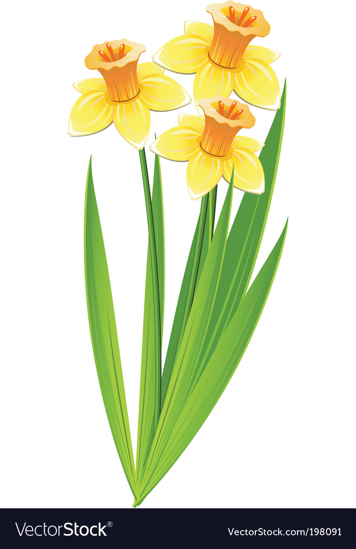 Daffodils Royalty Free Vector Image VectorStock