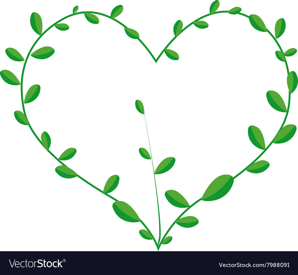 Green climber leaves in beautiful heart shape