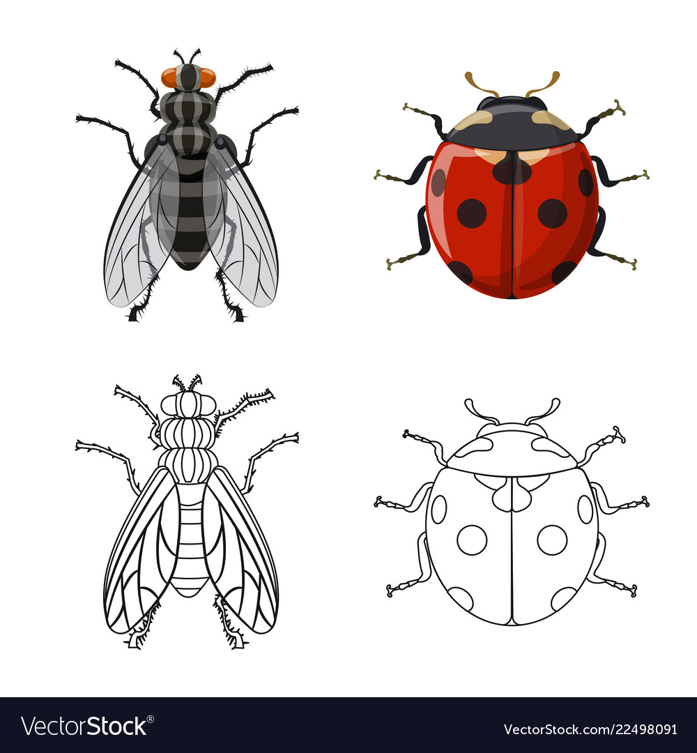 Isolated object of insect and fly sign set