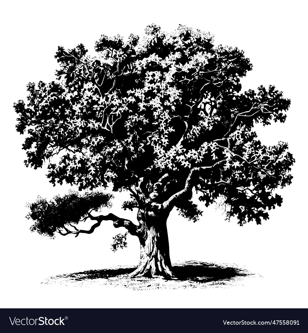 Oak drawing isolated hand drawn engraved style Vector Image