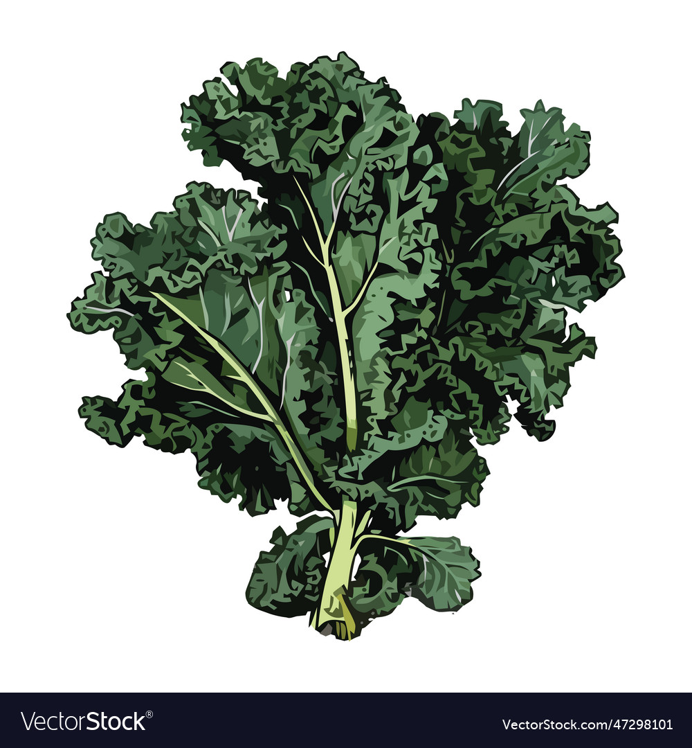 Fresh green vegetable salad healthy and organic Vector Image