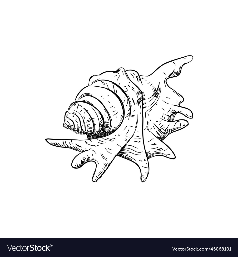 Lambis spider conch chicoreus aculeatus large sea Vector Image