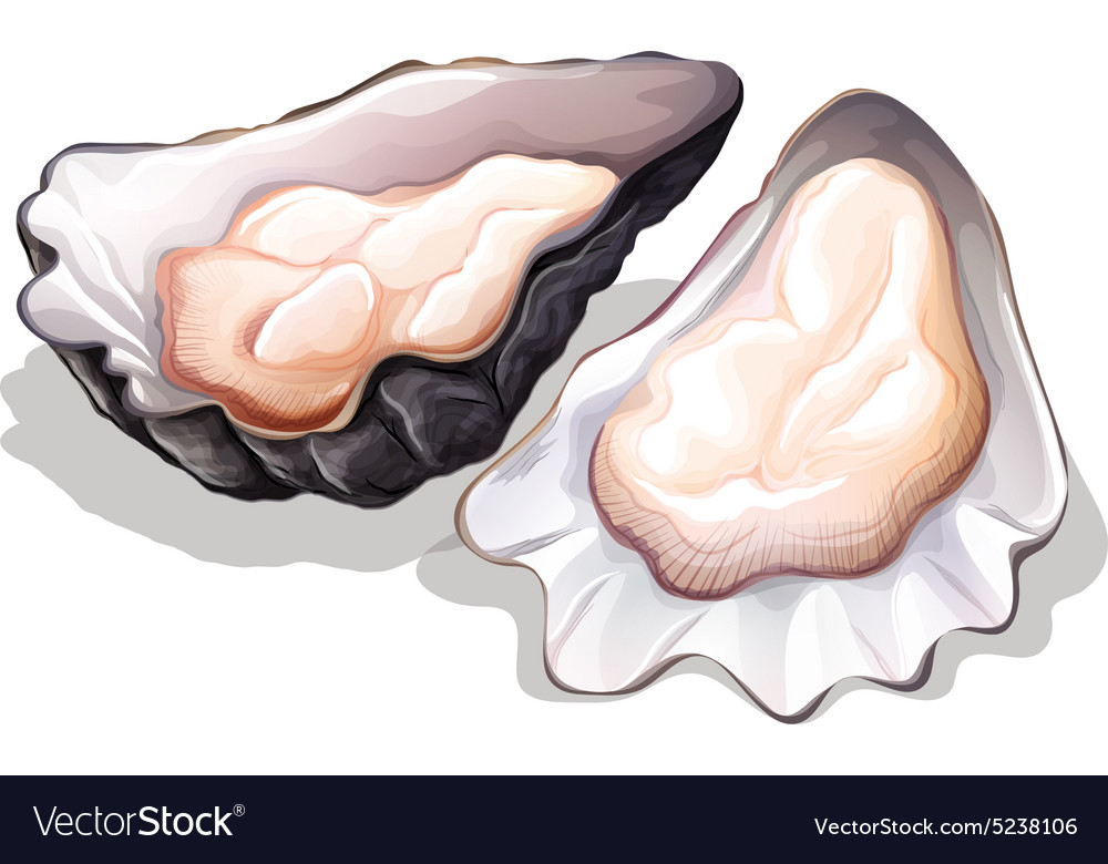 Oyster