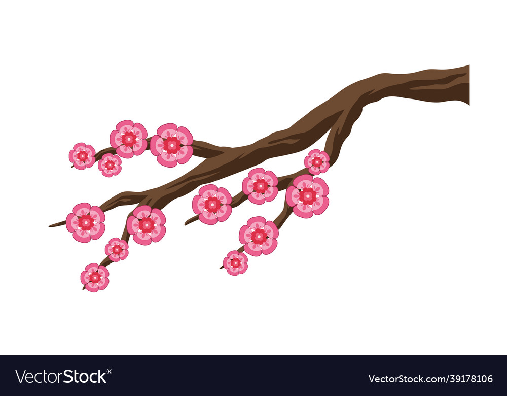 Sakura flowers in branch