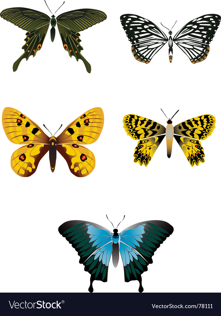 Butterfly