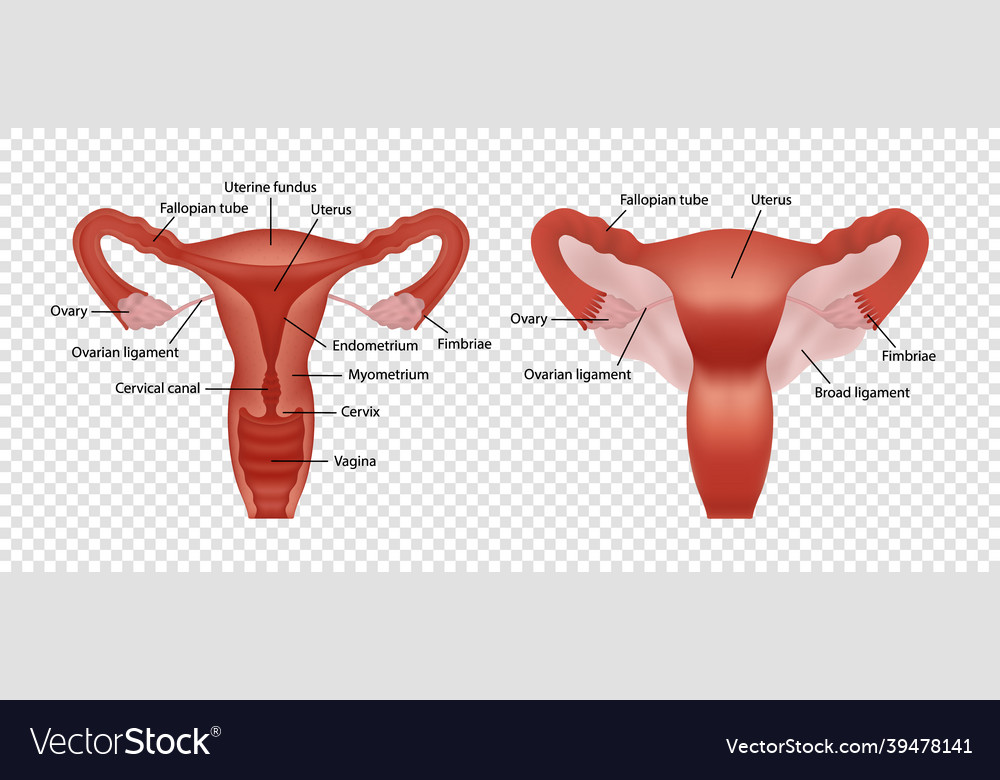 Realistic image of female human reproductive Vector Image