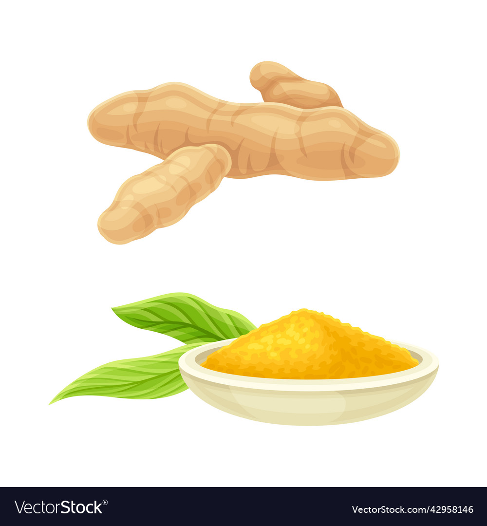 Fresh ginger root and powder set aromatic herbal Vector Image