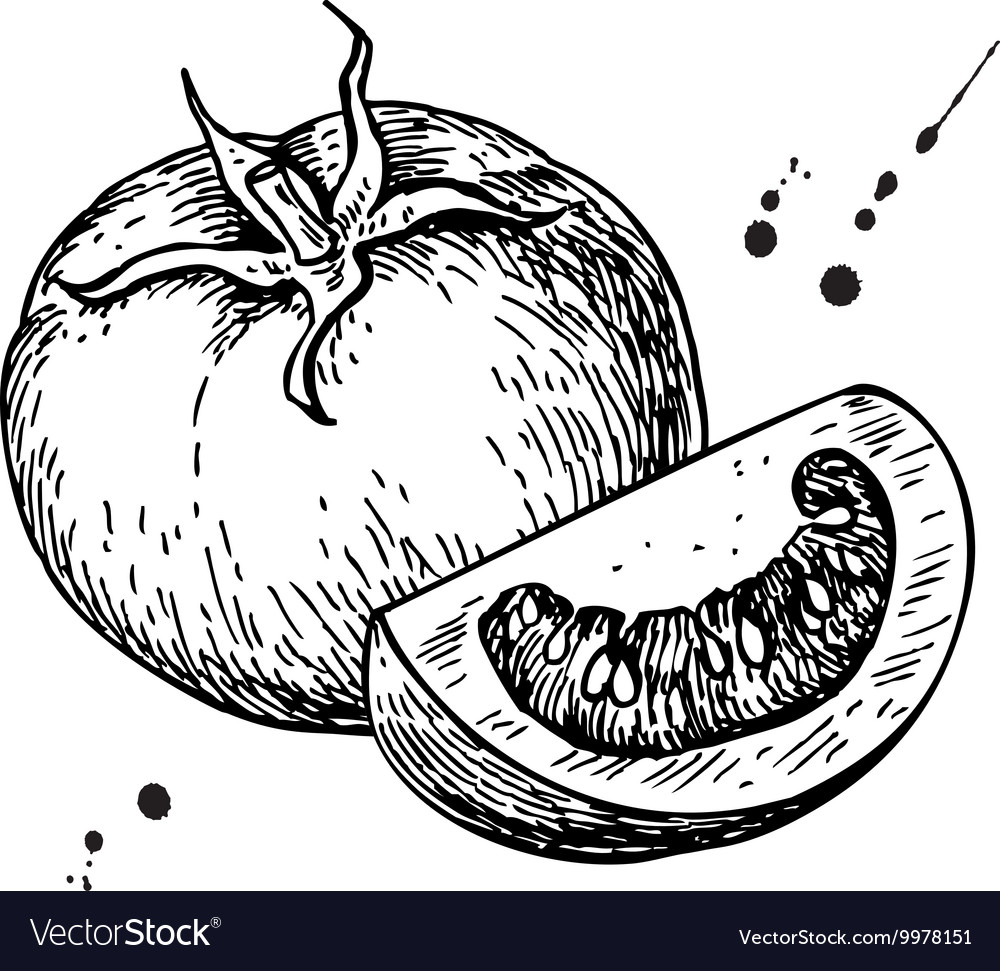 Tomato drawing Isolated tomato and sliced Vector Image