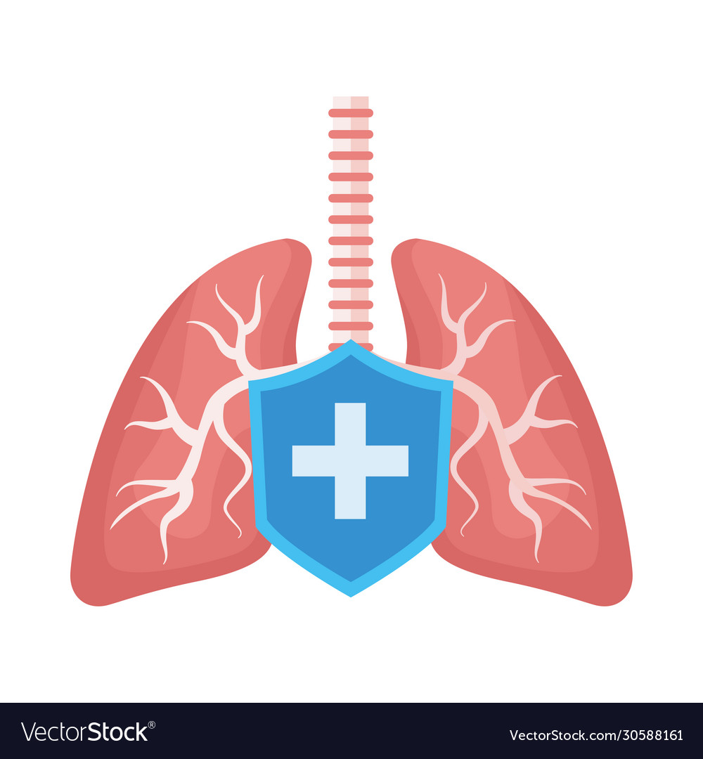 Lungs organs human anatomy with shield Royalty Free Vector