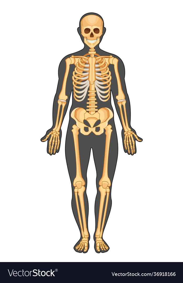 Anatomical structure human body presented Vector Image Biology Diagrams