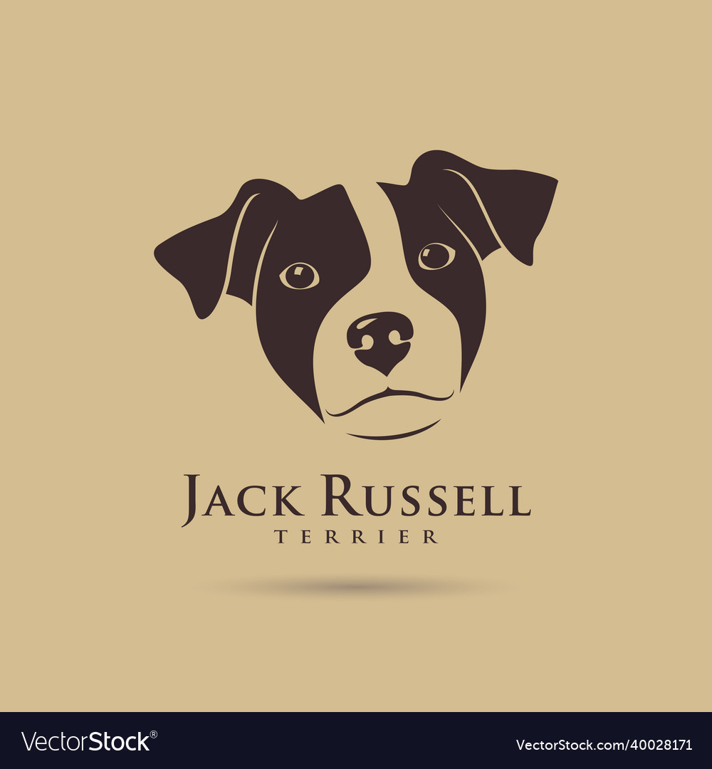 Jack russell terrier head