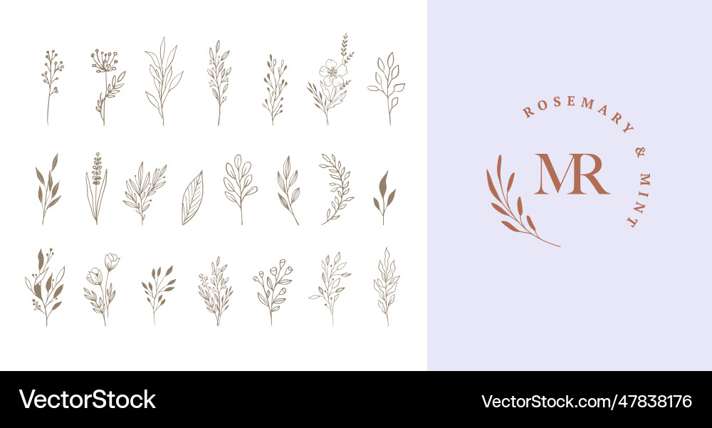Botanical elegant delicate hand drawn elements Vector Image