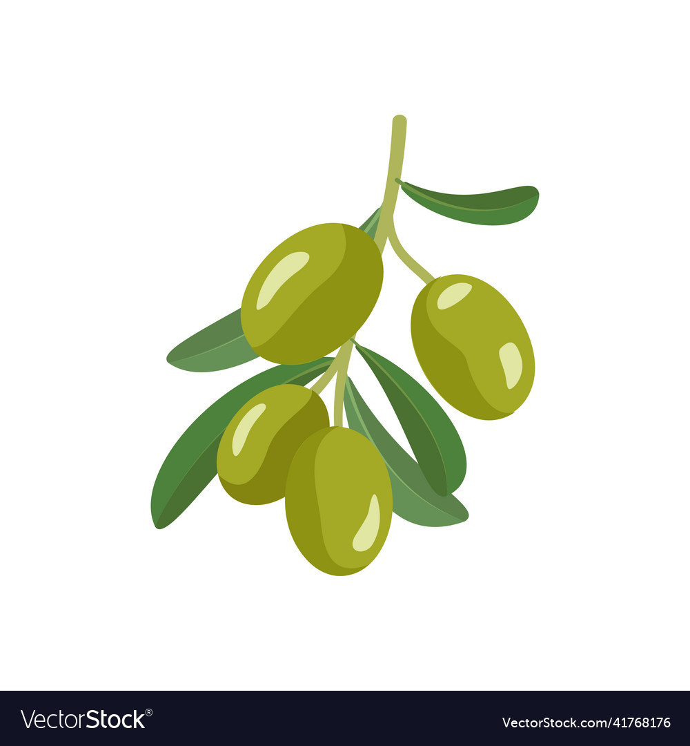 Branch of green olives Royalty Free Vector Image