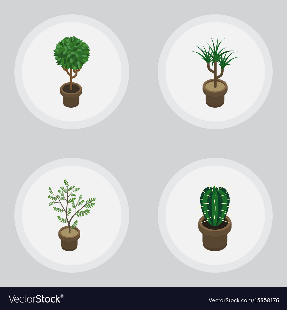 Isometric flower set of peyote tree fern