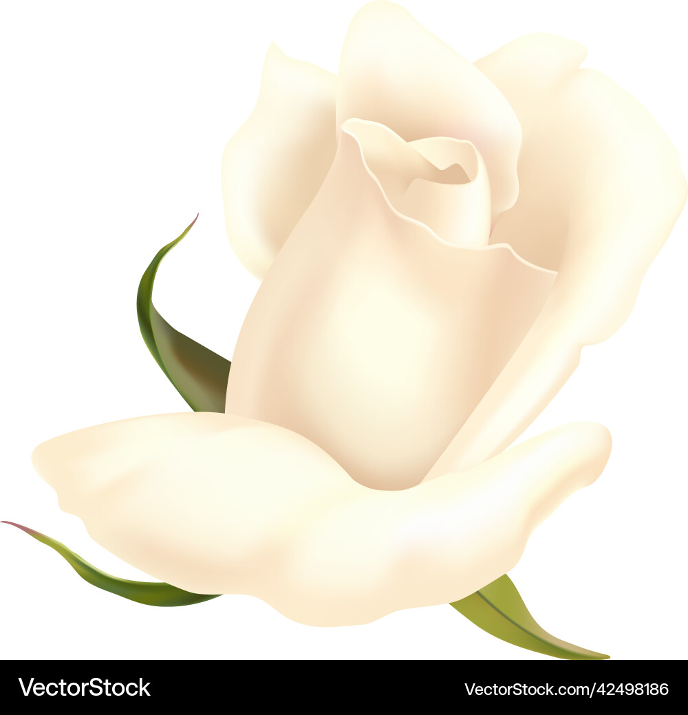 Rose Header Vector White rose head composition Royalty Free Vector Image