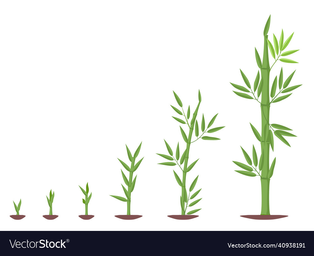 Bamboos ripening period progression bamboo growth Vector Image
