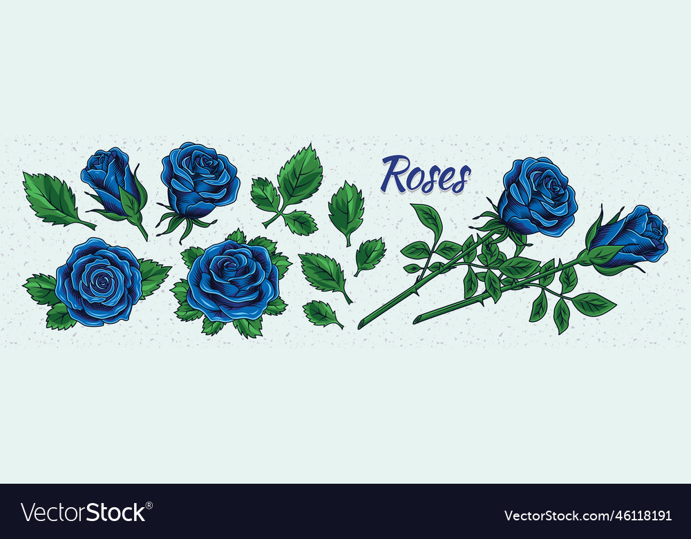 Clip art with lush blooming blue roses and leaves