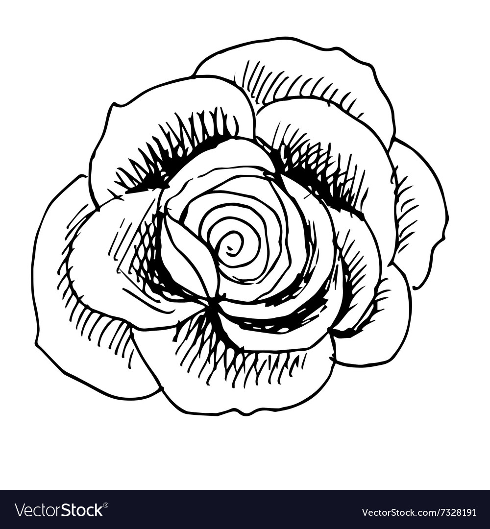 Rose Royalty Free Vector Image - VectorStock