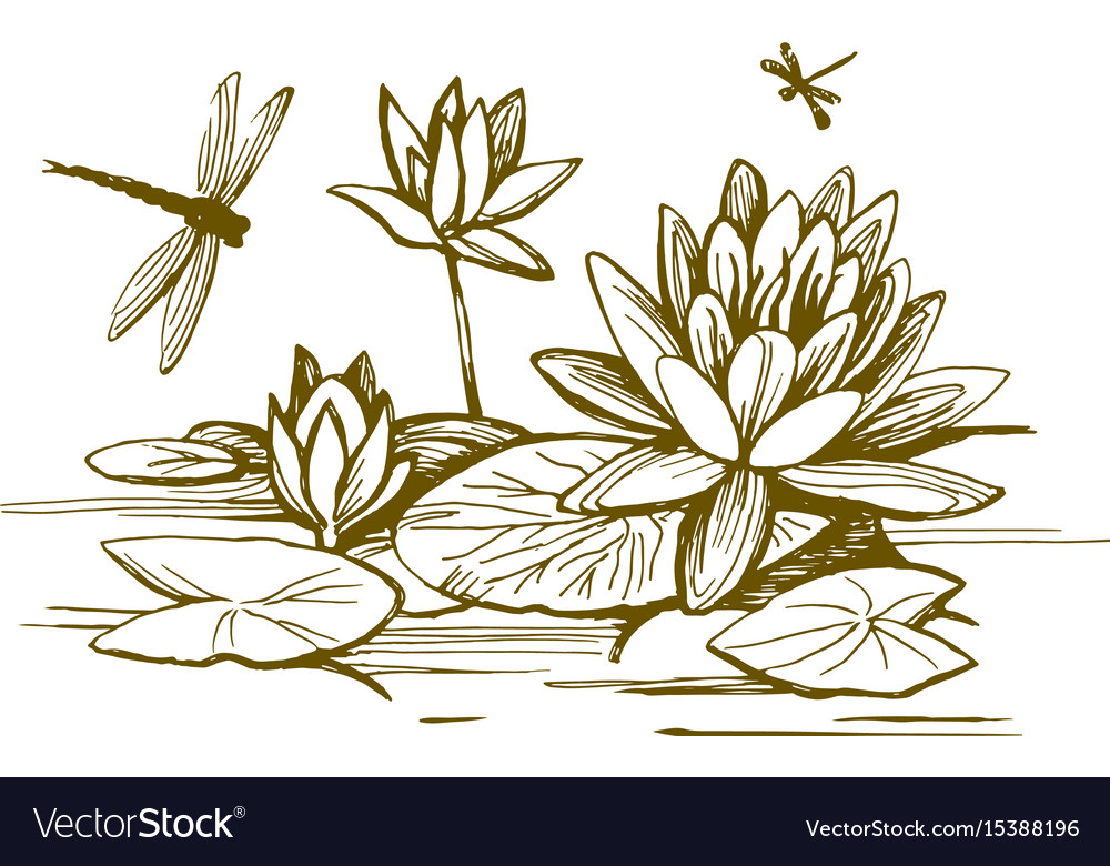 Flowers of water lilies Royalty Free Vector Image