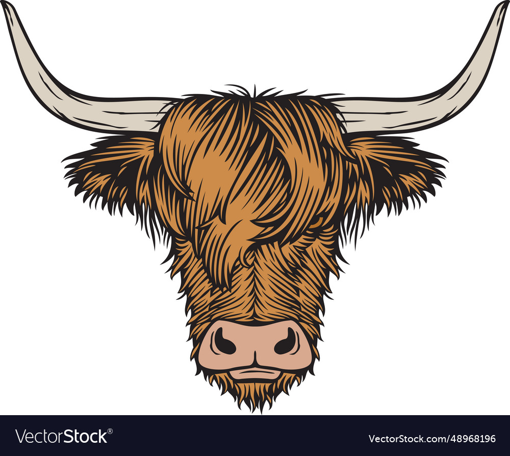 Highland Cow Vector
 Highland cow scottish cattle Royalty Free Vector Image