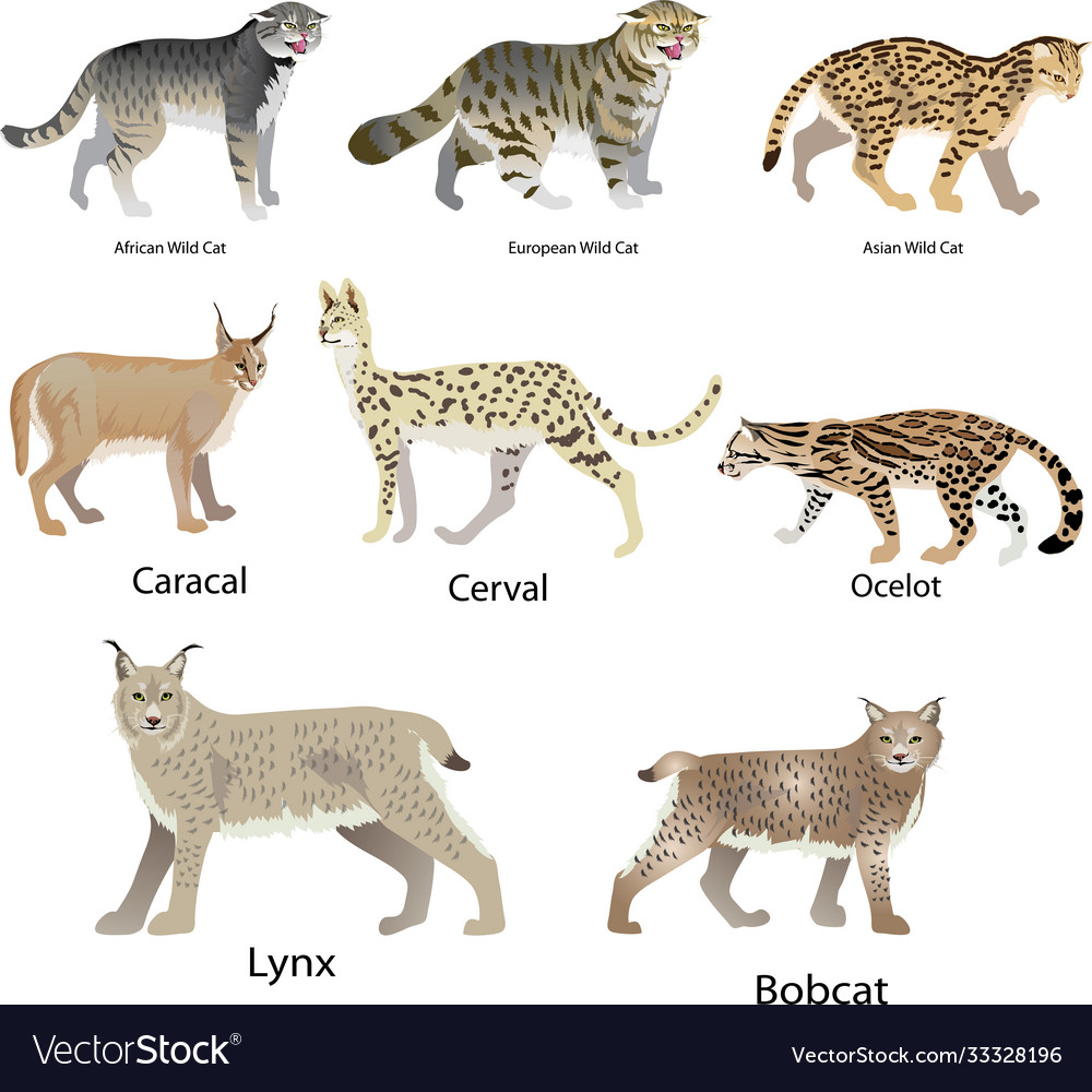 Set wild cat Royalty Free Vector Image - VectorStock