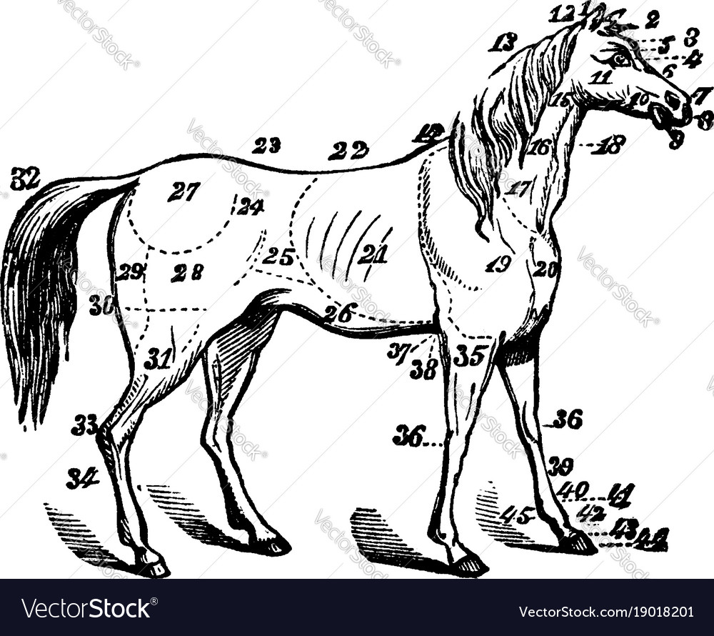 19th Century Horse Line Drawing