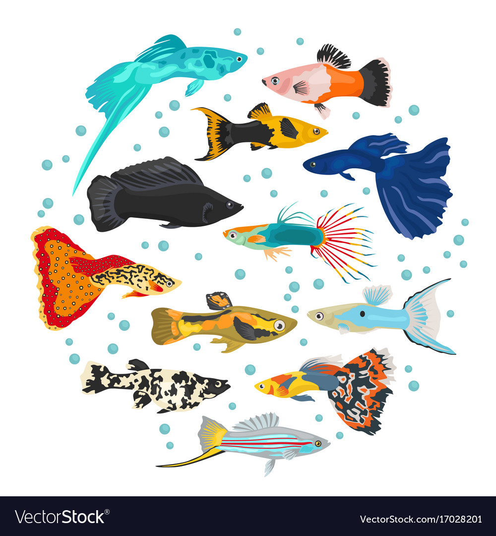 Freshwater fishes breeds icon set flat style Vector Image