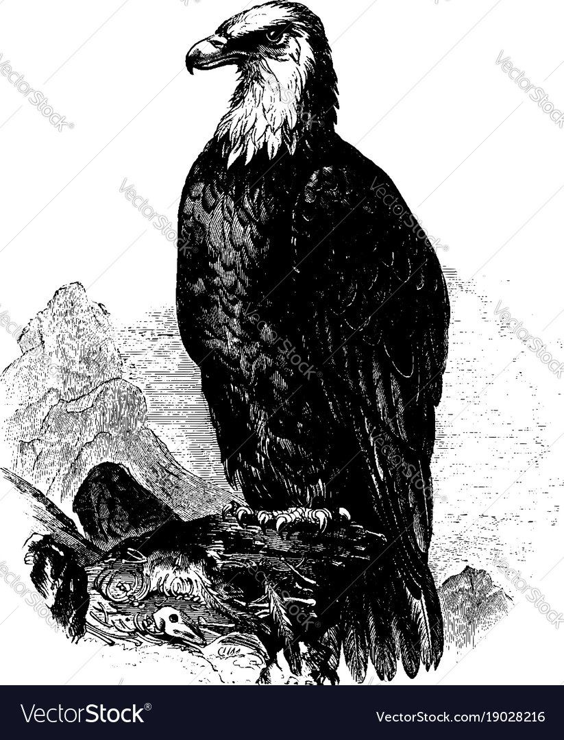 Bald eagle vintage