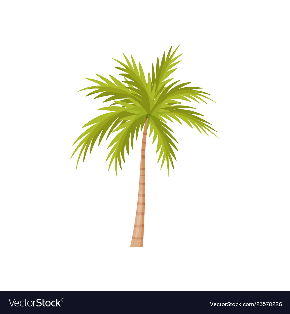 Palm tree with bright green leaves natural