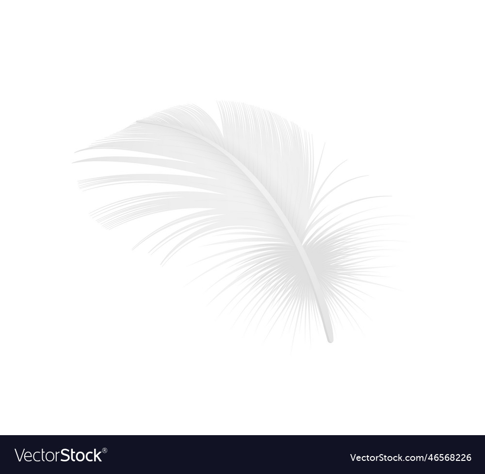 Realistic white feather Royalty Free Vector Image