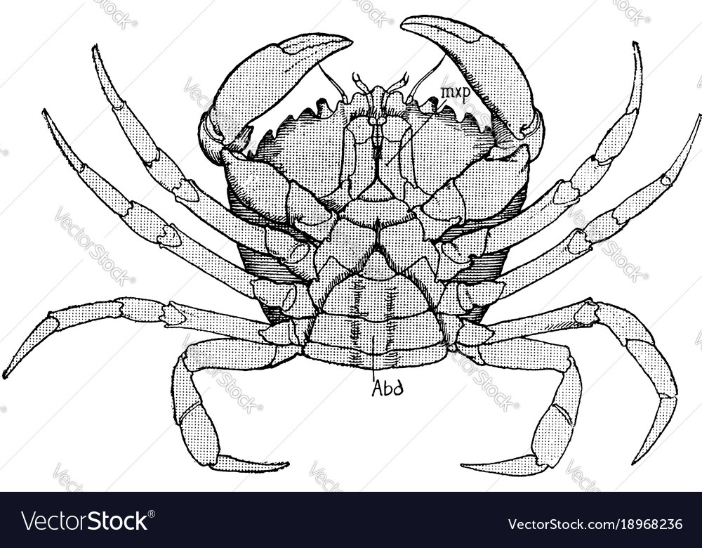 Female shore crab vintage