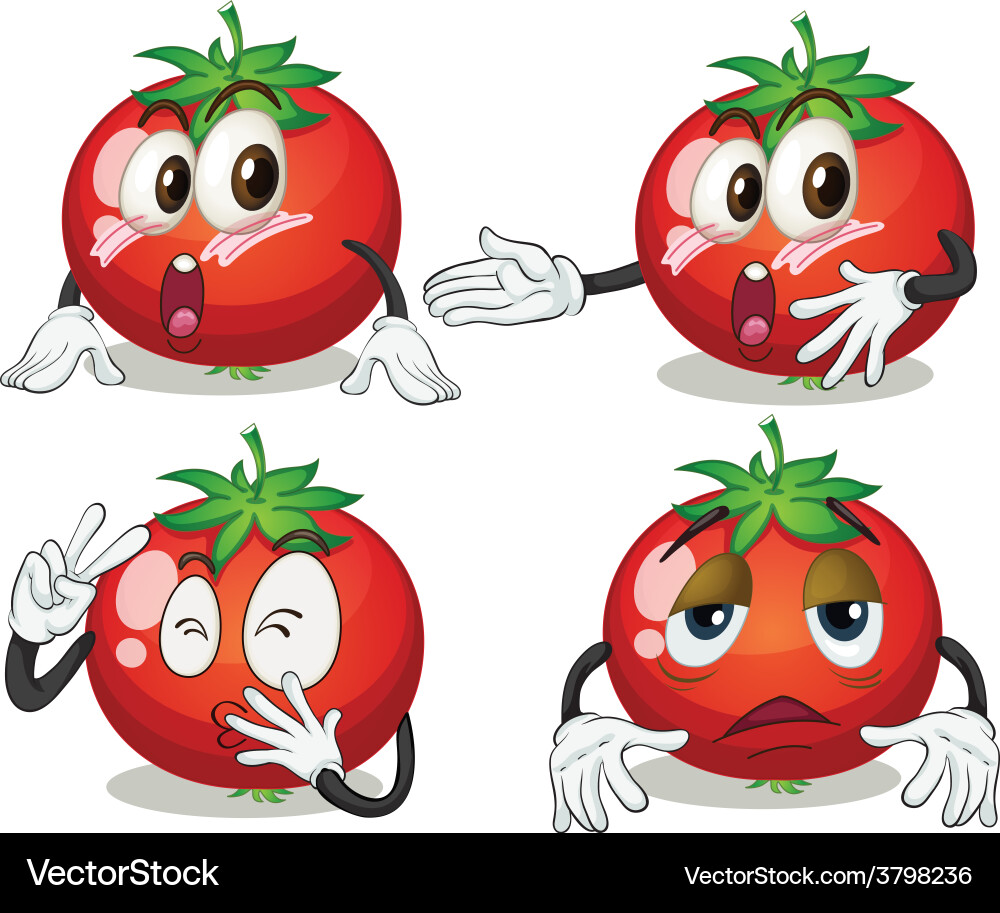 Tomato Royalty Free Vector Image - VectorStock