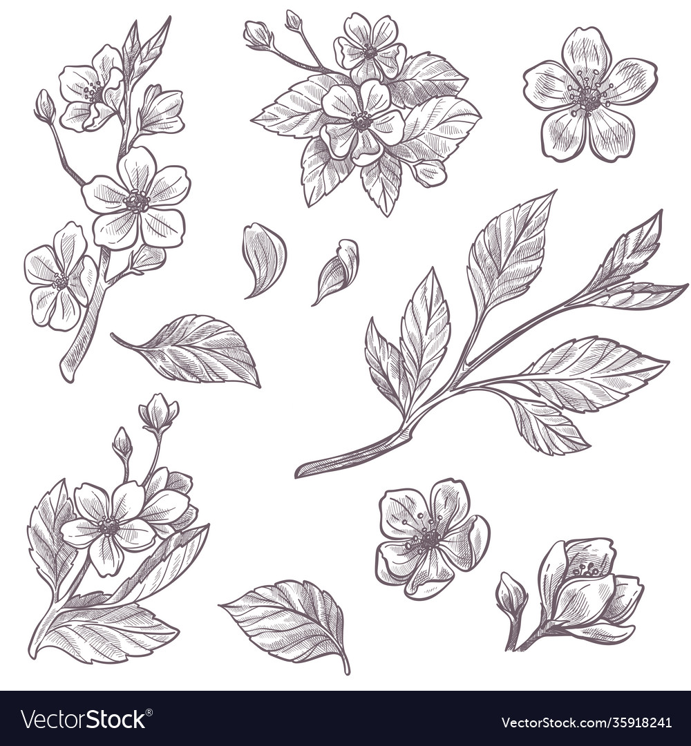 Growing plants strawberry or cherry tree blossom Vector Image