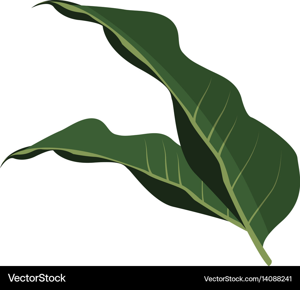 Tropical leaf icon Royalty Free Vector Image - VectorStock