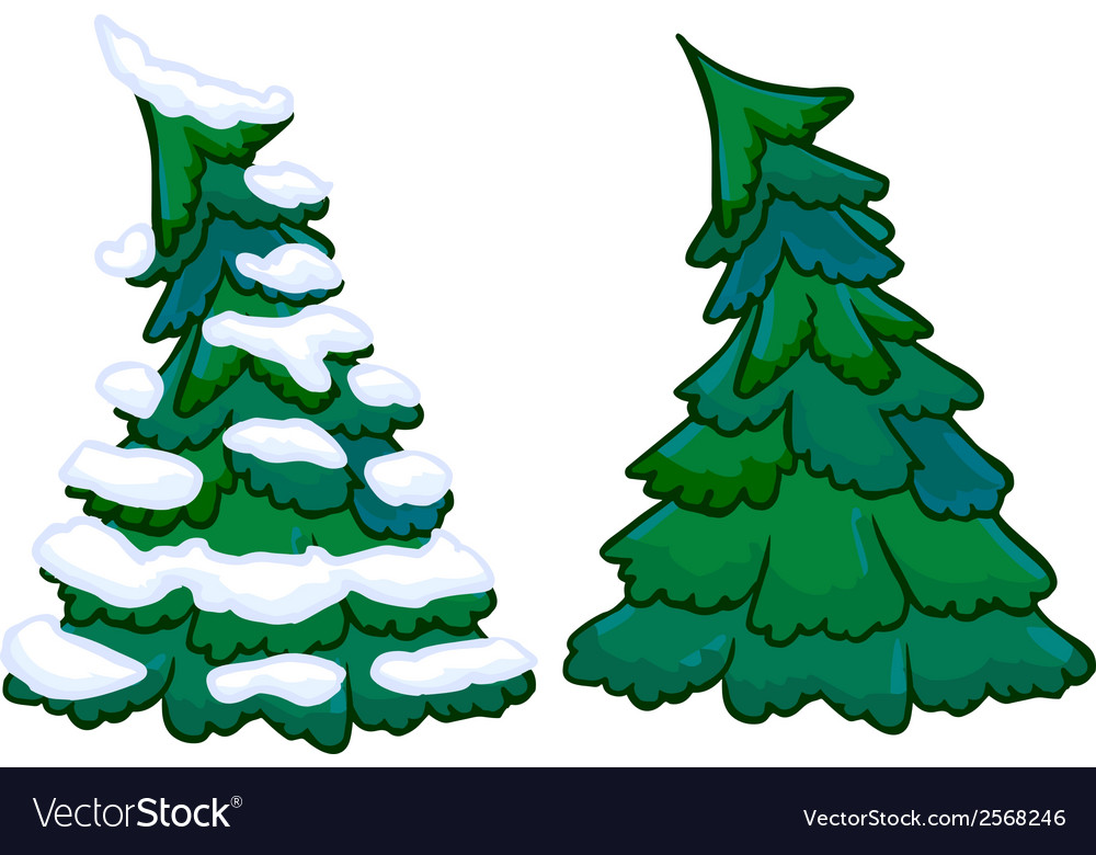 Conifer tree isolated