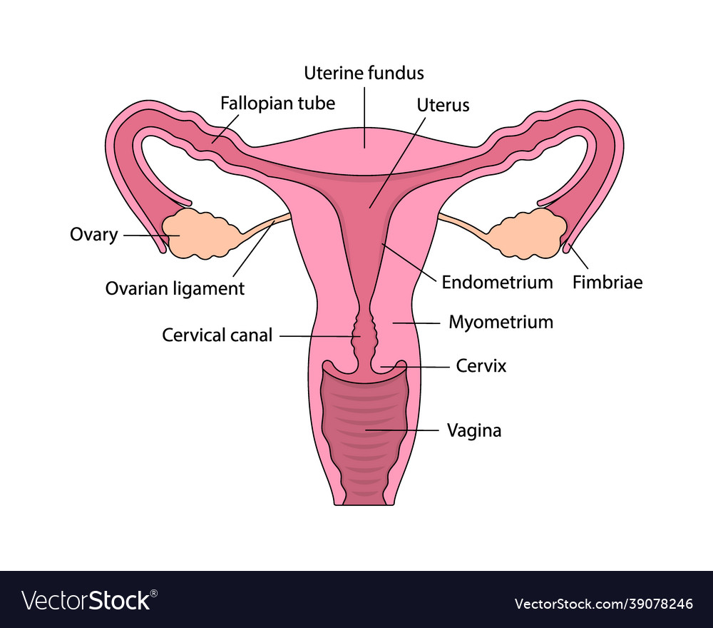 Female Reproductive System Anatomy Cutaway