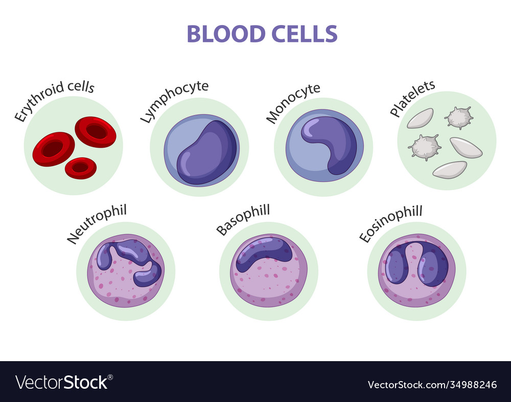 Type blood cells Royalty Free Vector Image - VectorStock