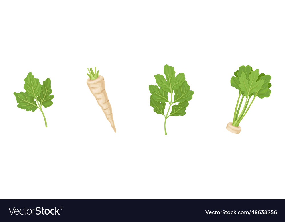 Parsnip root vegetable with green leaf set vector image Parsnip root vegetable with green leaf set