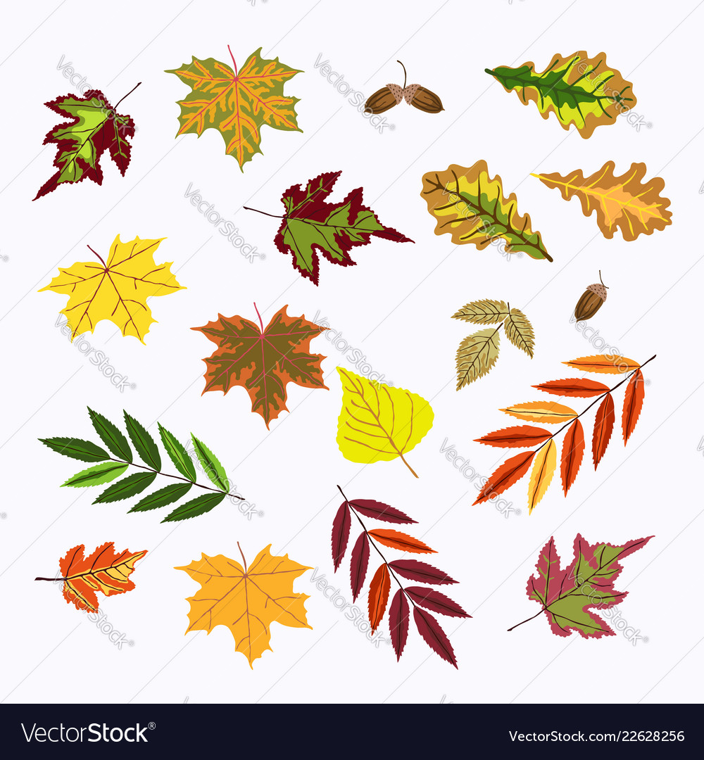 Set of fall rowan viburnum oak betula green Vector Image