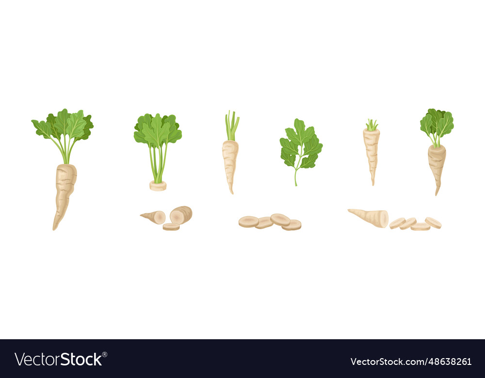 Parsnip Root Vegetable with Leaf
