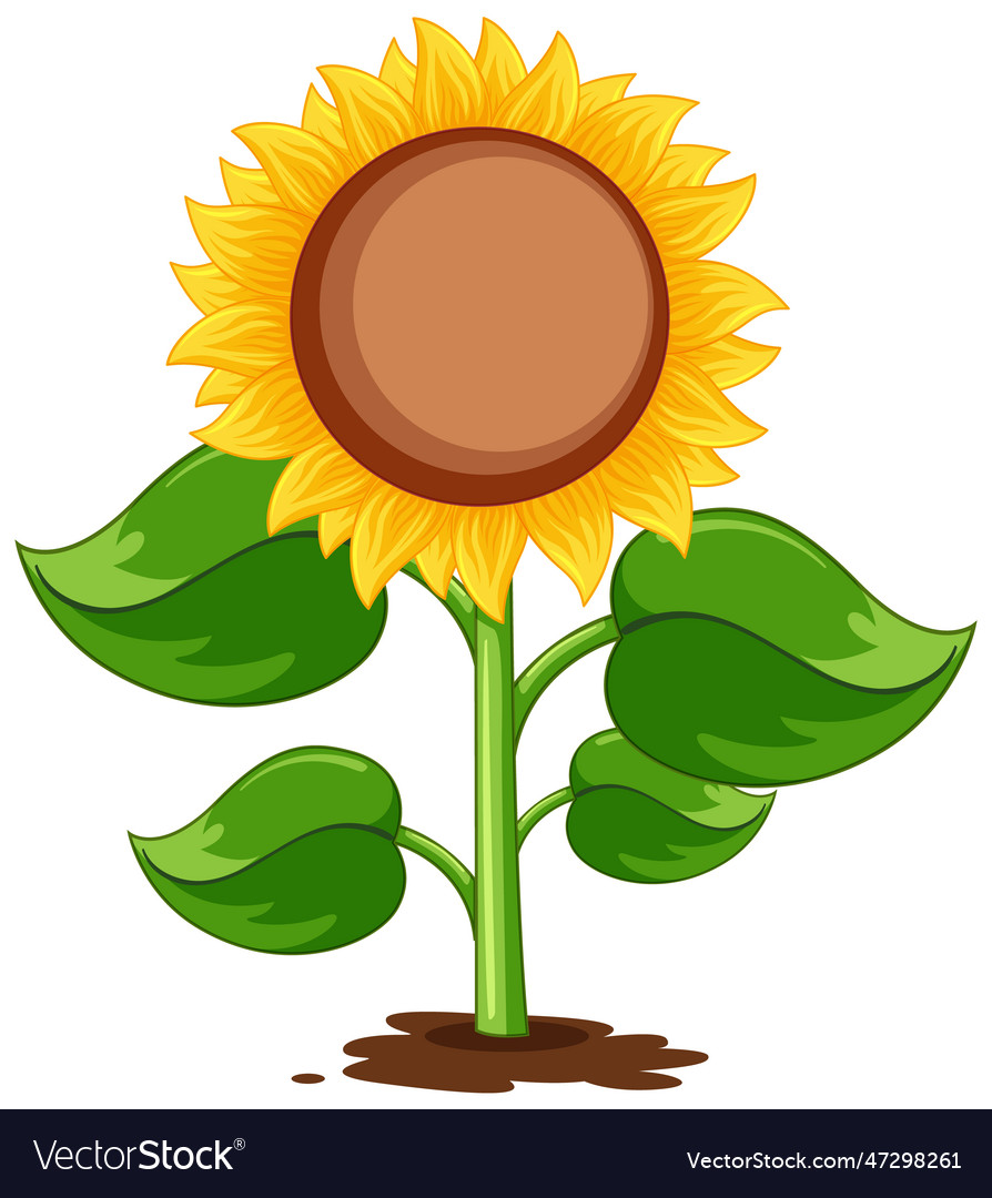 Sunflower plant cartoon isolated