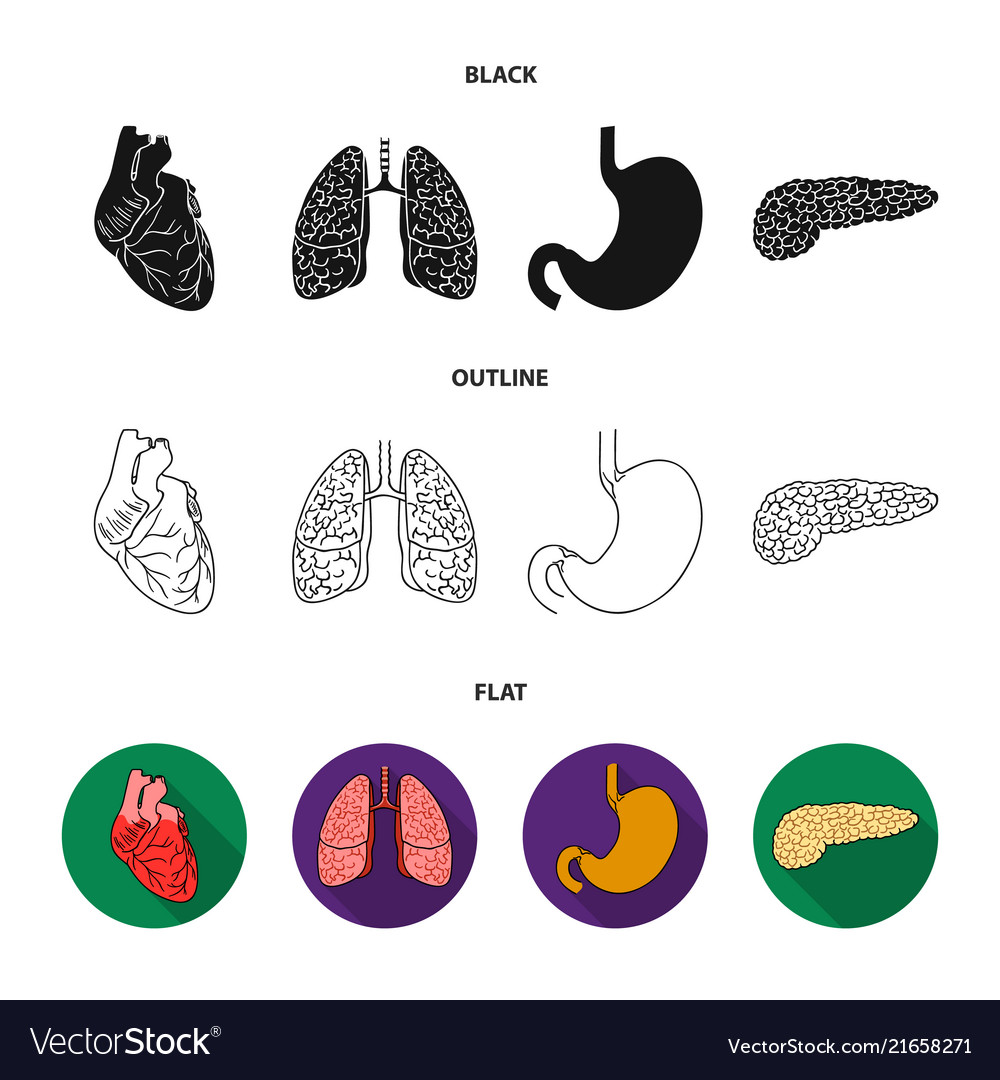 Heart lungs stomach pancreas human organs set Vector Image