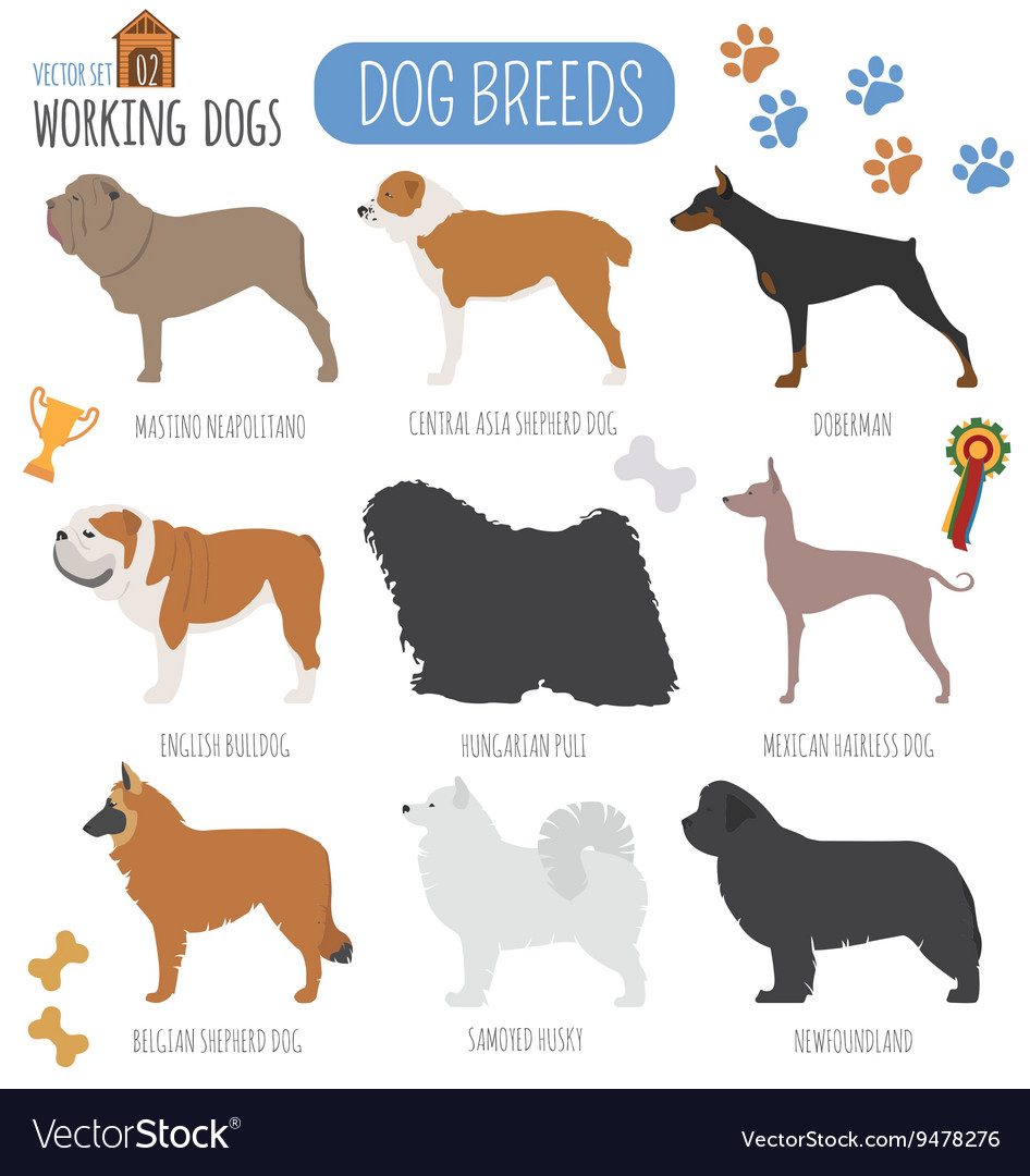 Dog breeds working watching set icon flat Vector Image