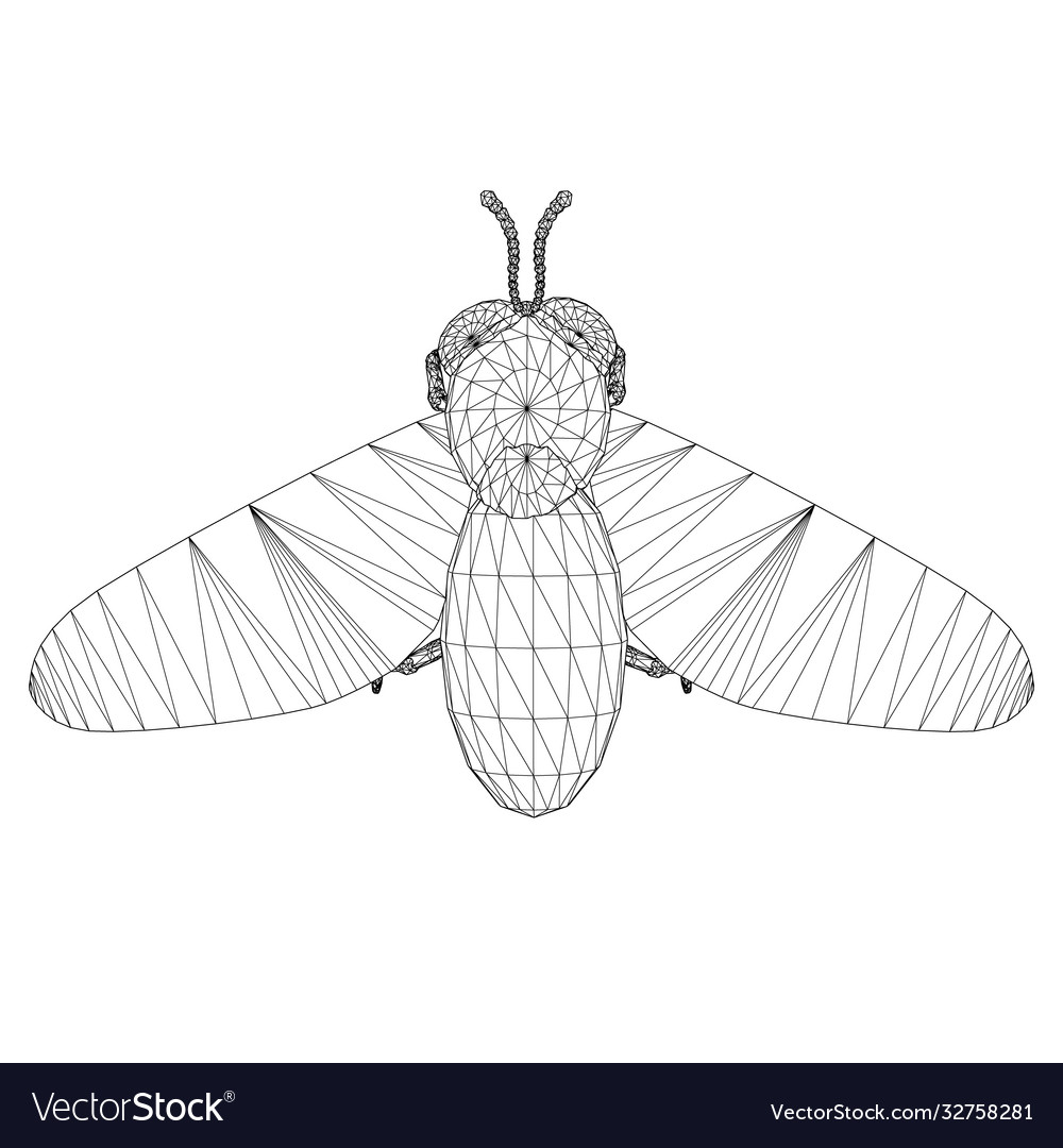 Bee wireframe view from above isolated Vector Image Bee wireframe view from above isolated