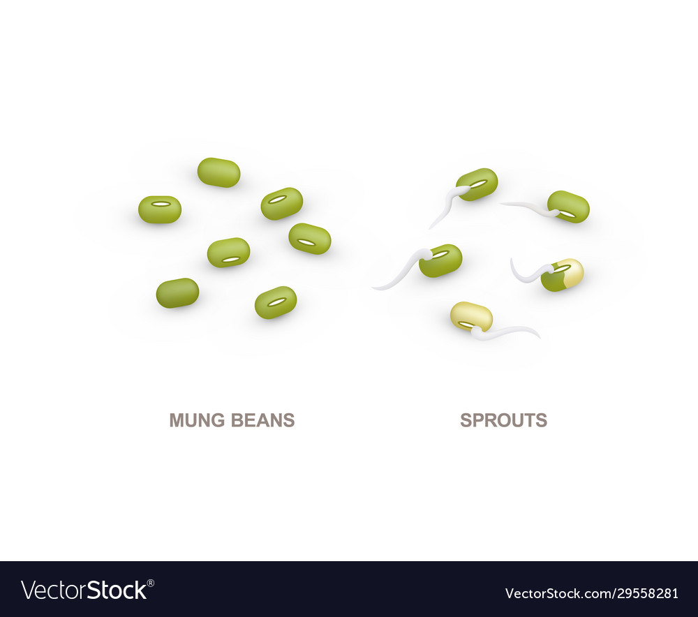 Set realistische Mung Bohnen und Sprossen