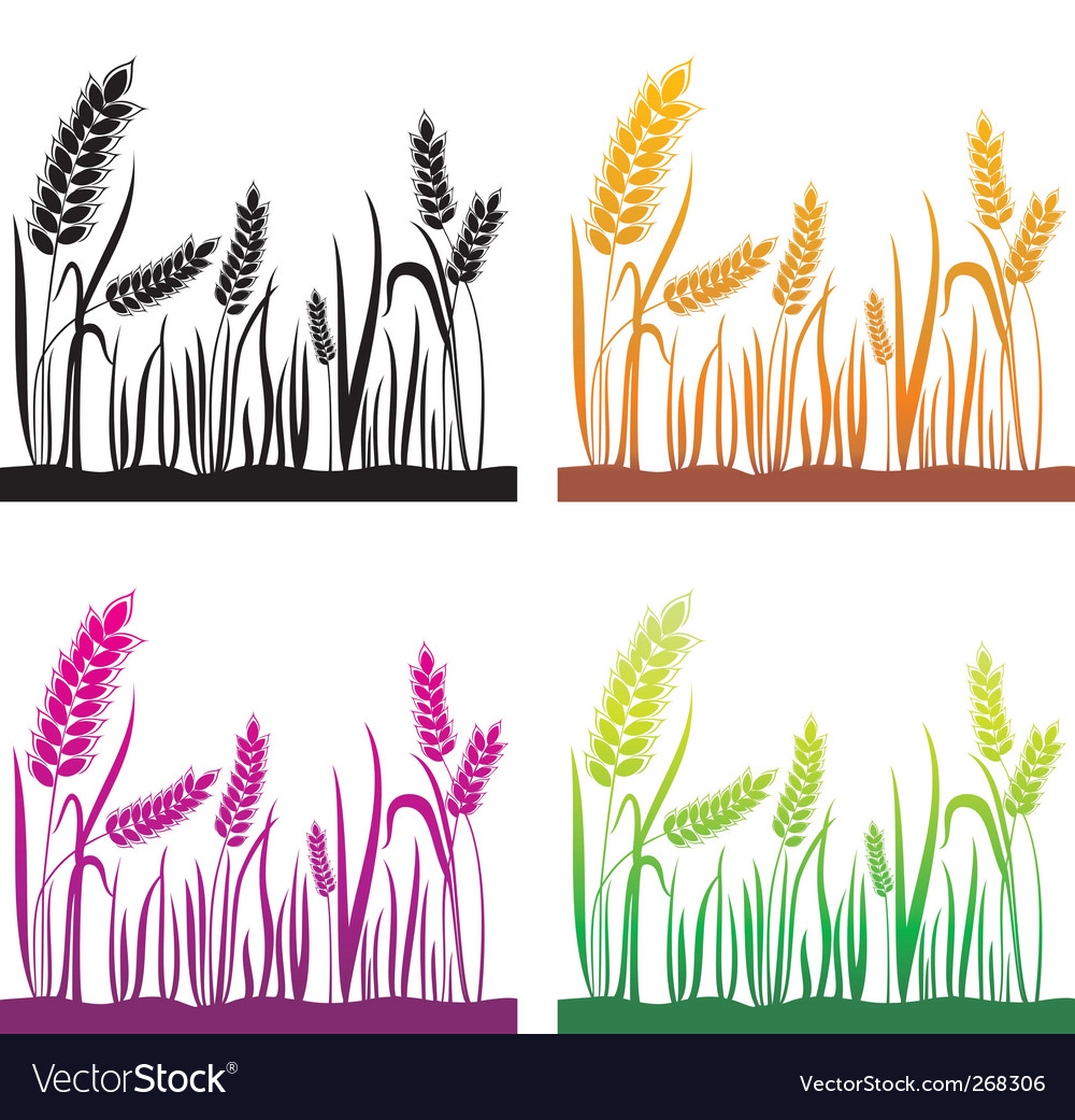 Harvest Wheat Ears